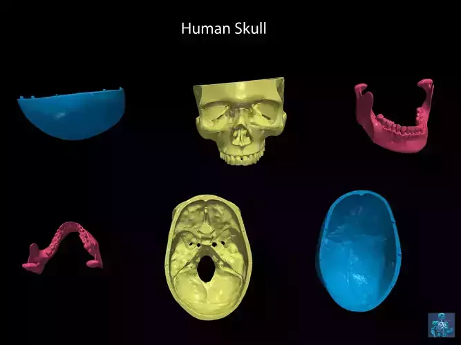 3D Human Skull with Cap and Mandible 3D print model