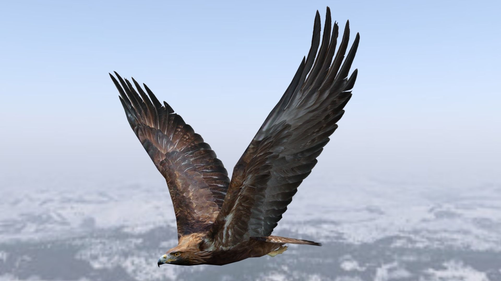 Low poly animated eagle Low-poly 3D model_2