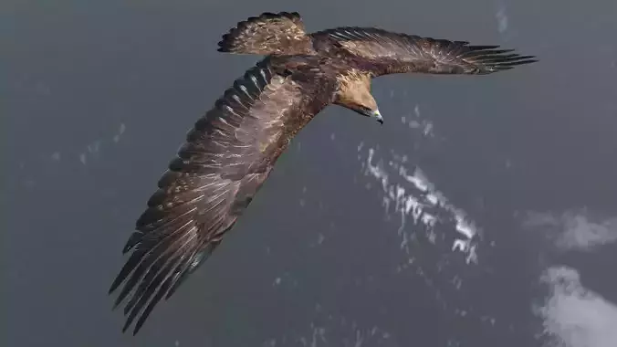 Low poly animated eagle Low-poly 3D model