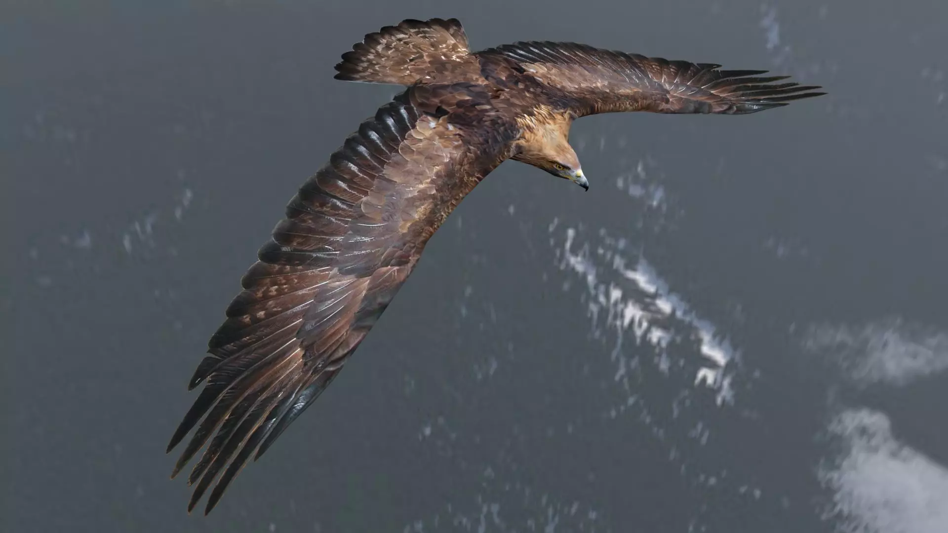 Low poly animated eagle Low-poly 3D model_0