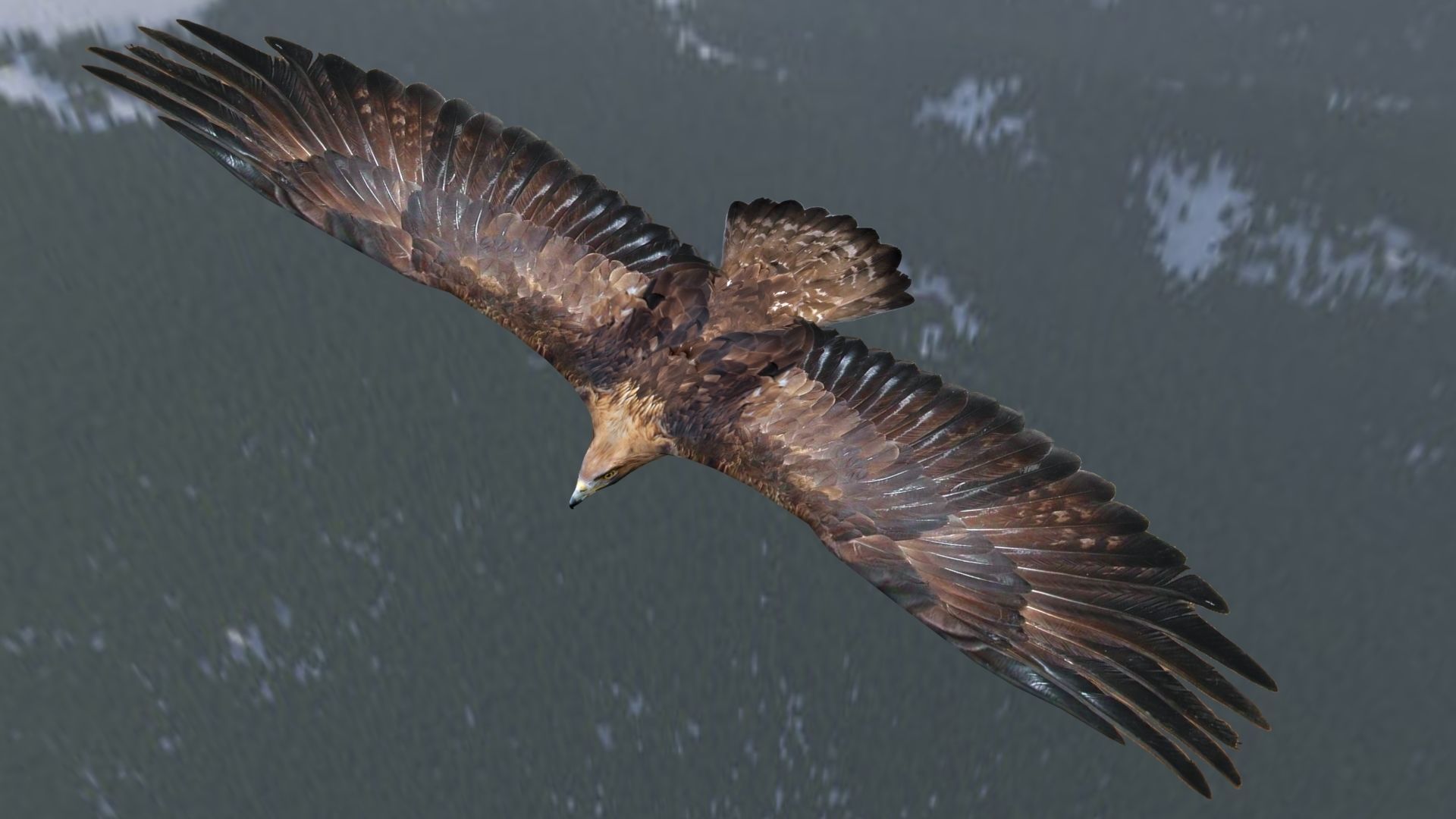 Low poly animated eagle Low-poly 3D model_3