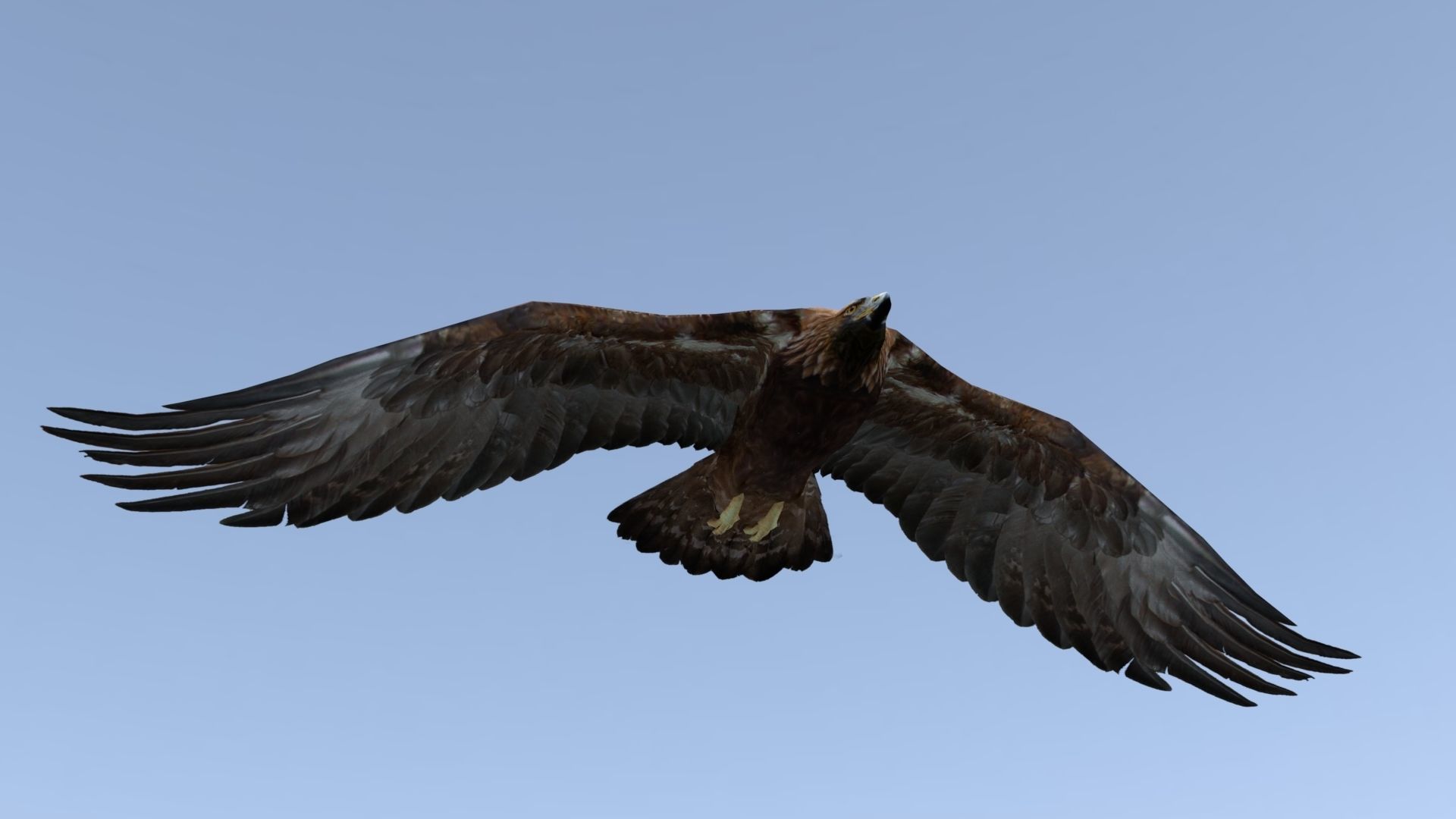 Low poly animated eagle Low-poly 3D model_5
