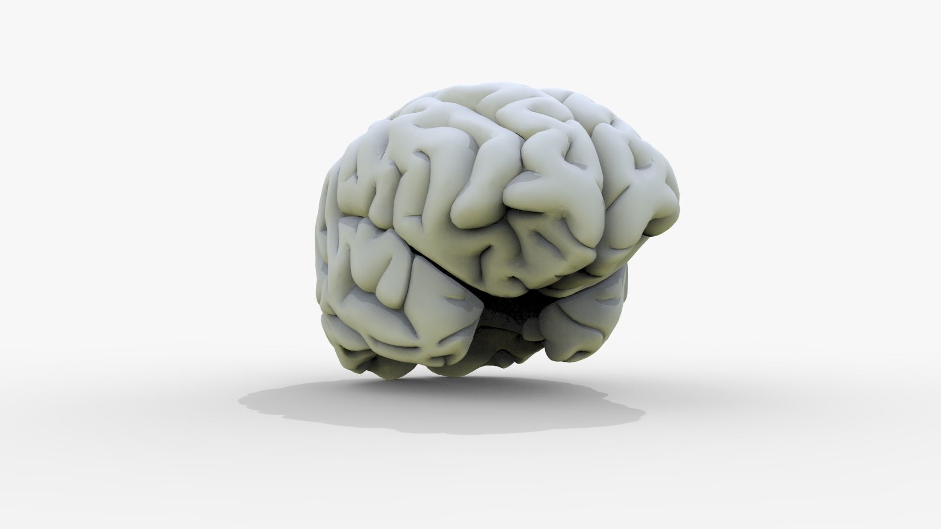 Gory Human Brain Damaged Low-poly 3D model_14