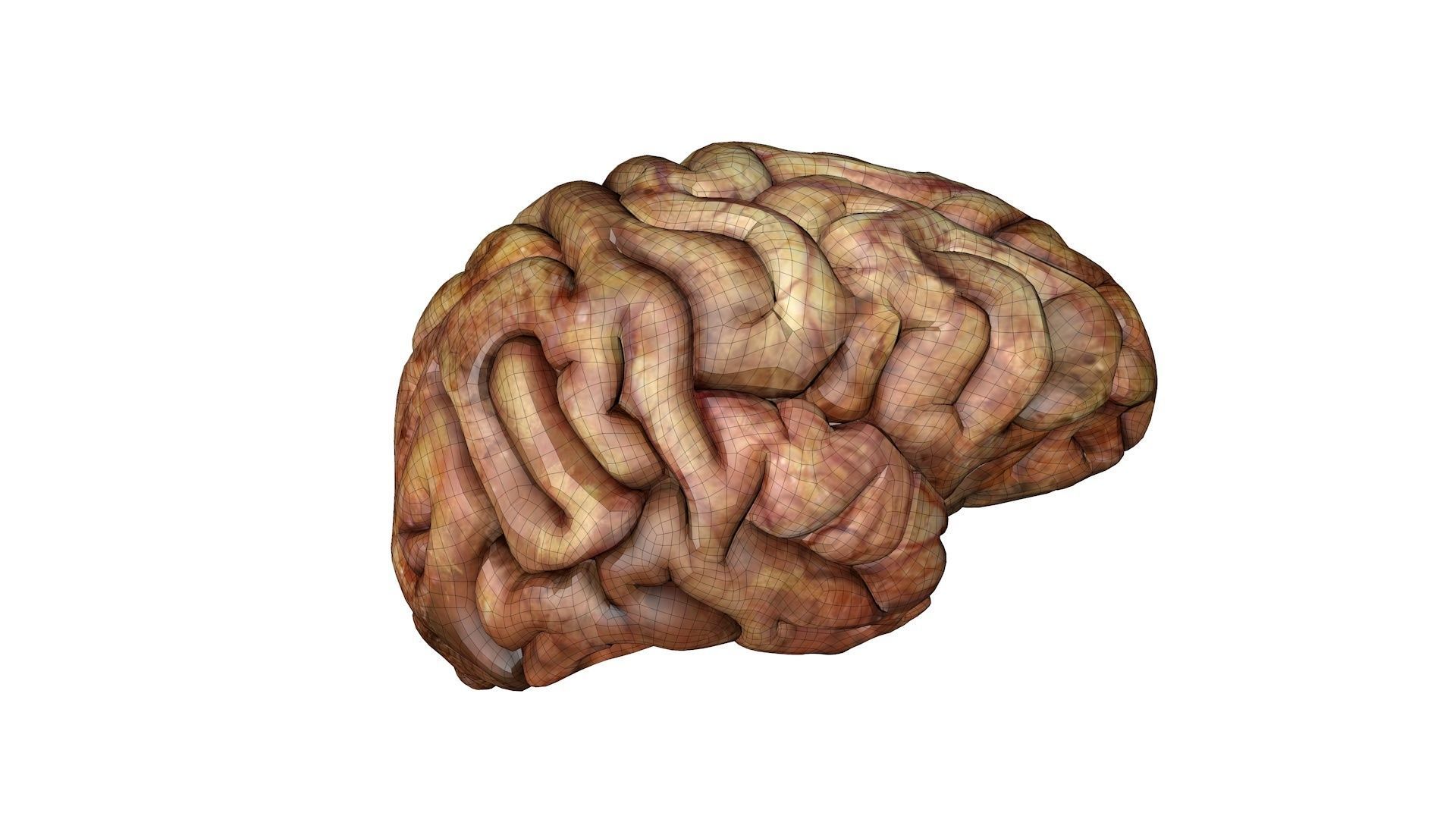 Gory Human Brain Damaged Low-poly 3D model_6