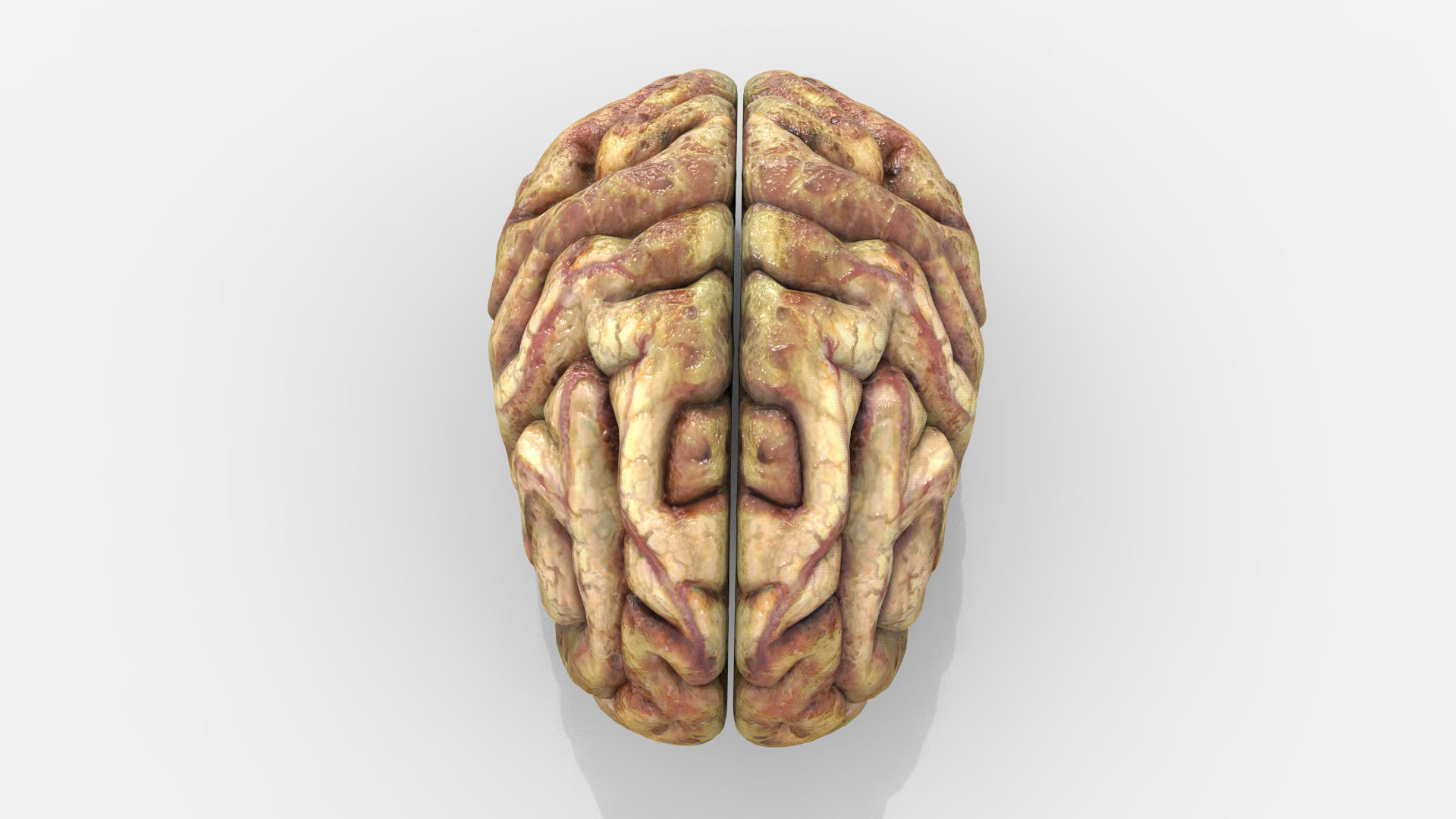 Gory Human Brain Damaged Low-poly 3D model_3