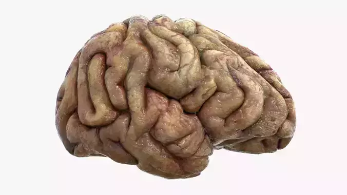 Gory Human Brain Damaged Low-poly 3D model
