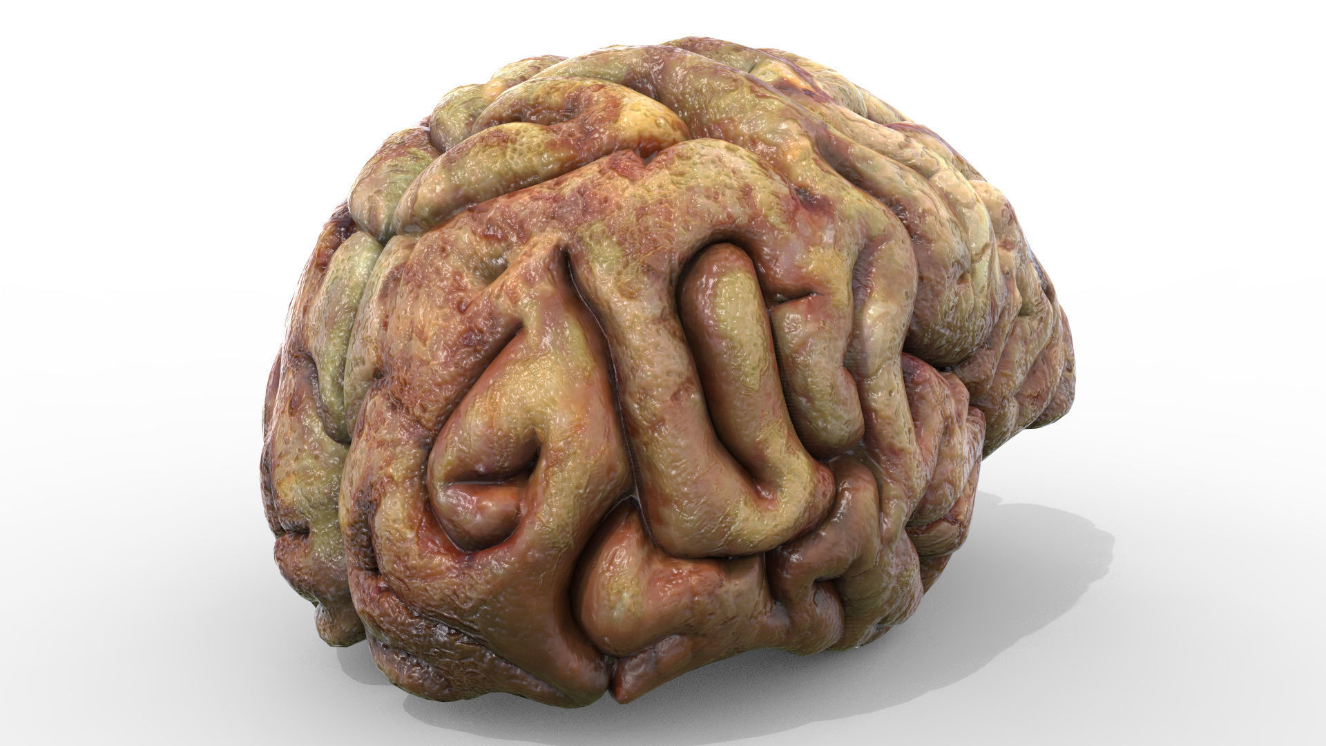 Gory Human Brain Damaged Low-poly 3D model_1