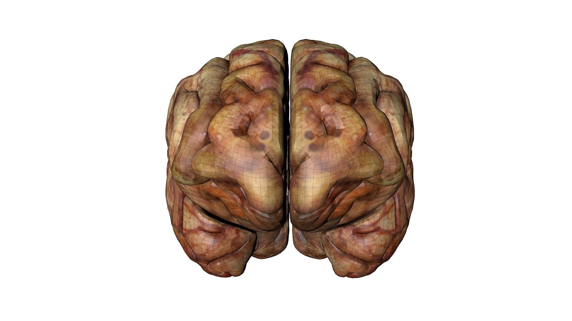 Gory Human Brain Damaged Low-poly 3D model_7