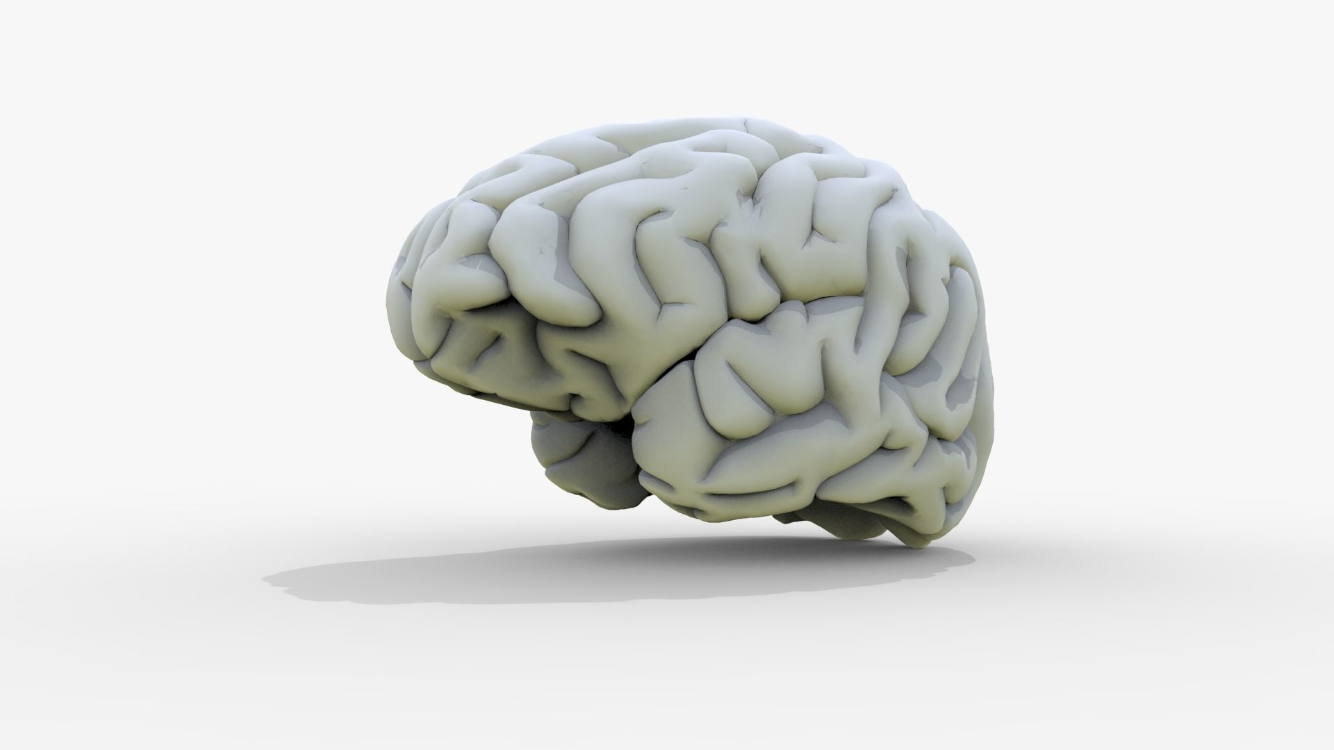 Gory Human Brain Damaged Low-poly 3D model_17
