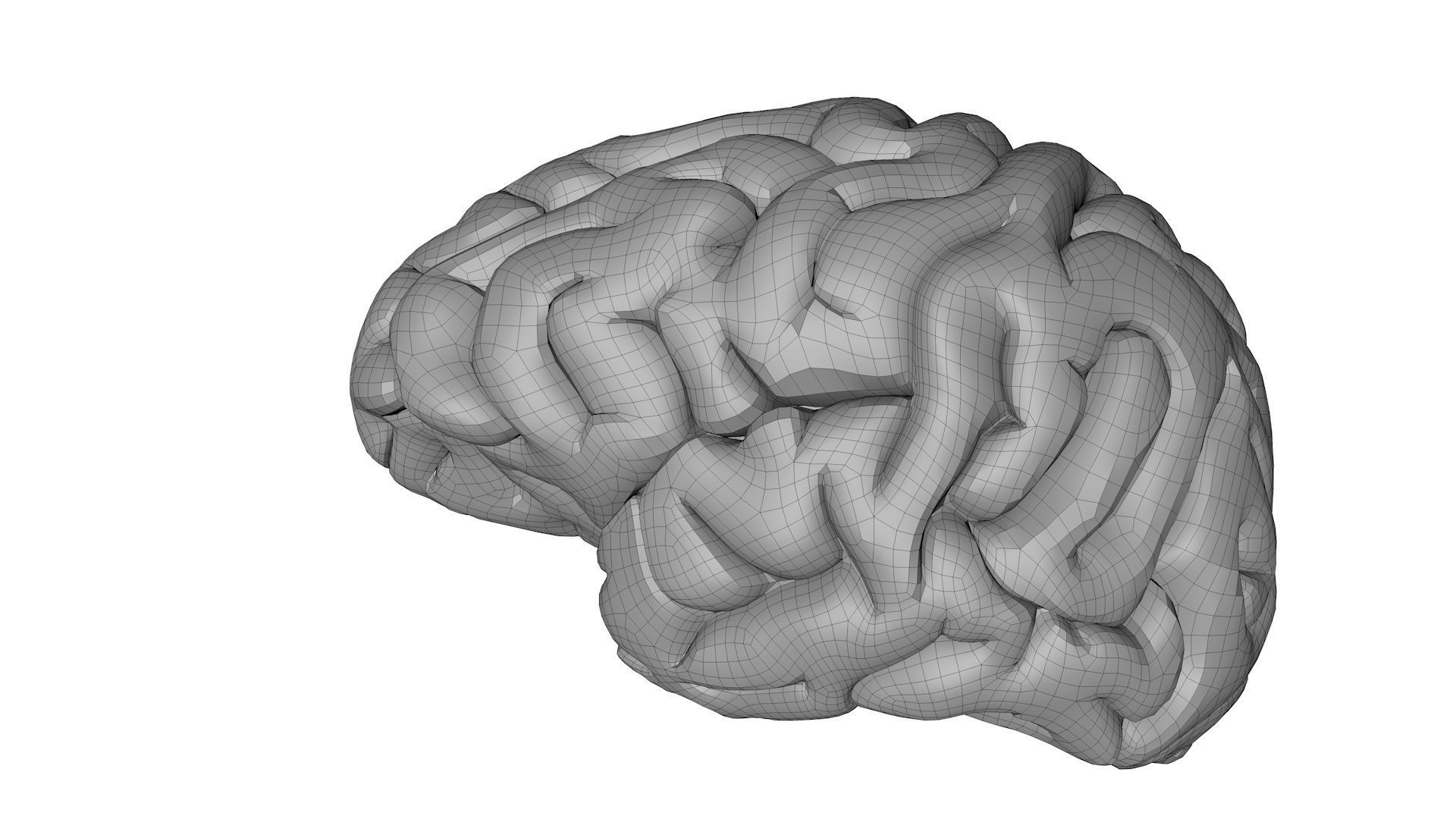 Gory Human Brain Damaged Low-poly 3D model_11