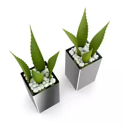 Double Aloe Plant 3D model
