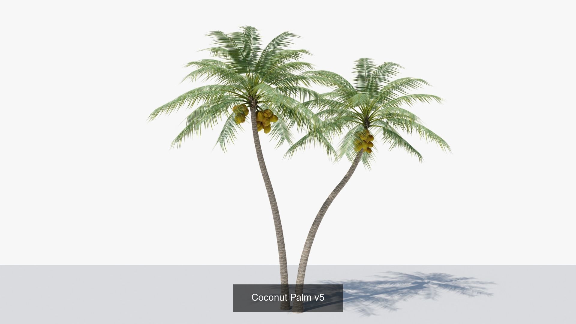 Coconut Palms Collection _11
