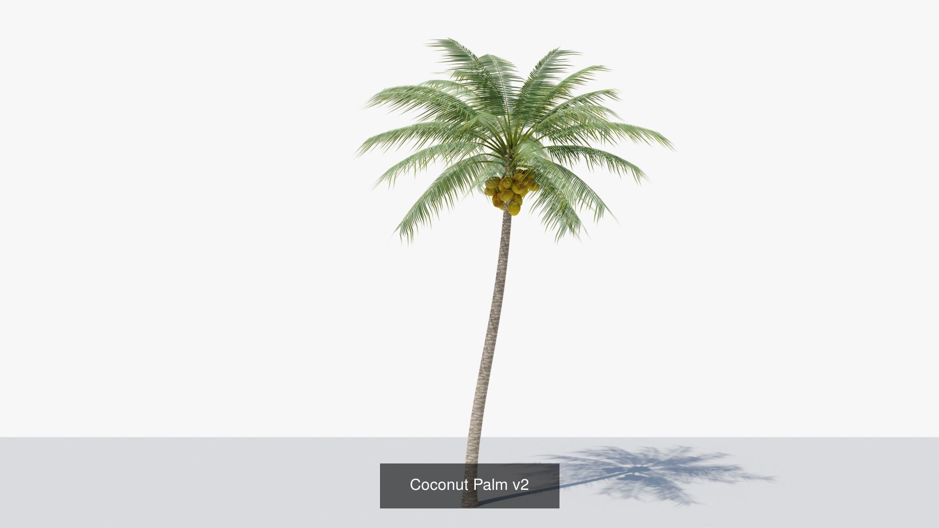 Coconut Palms Collection _5