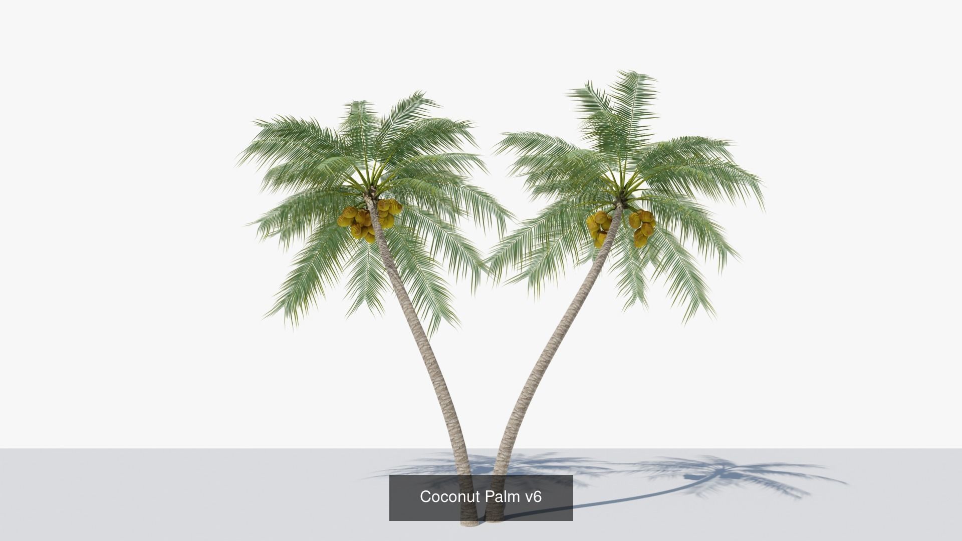 Coconut Palms Collection _13
