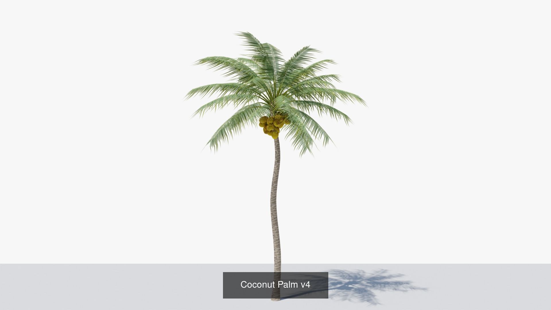 Coconut Palms Collection _9
