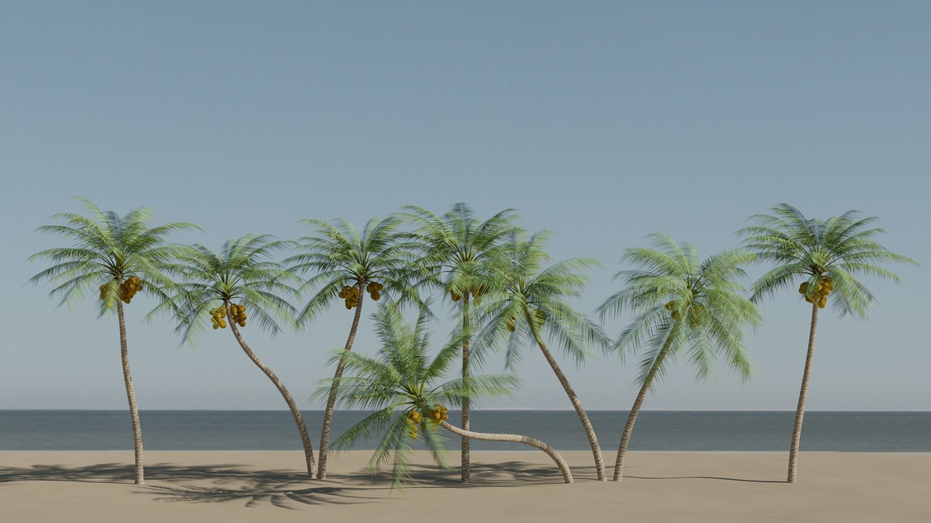 Coconut Palms Collection _1