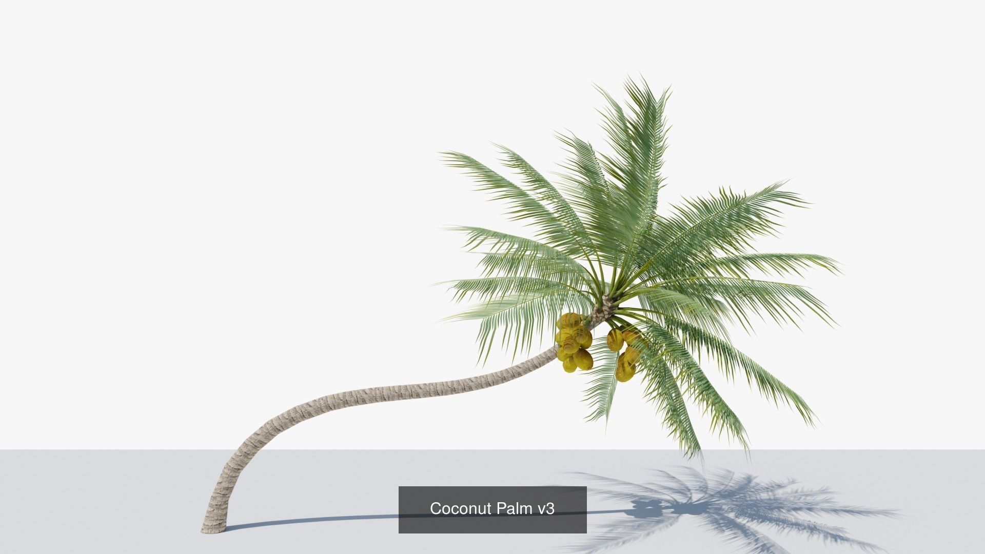 Coconut Palms Collection _7