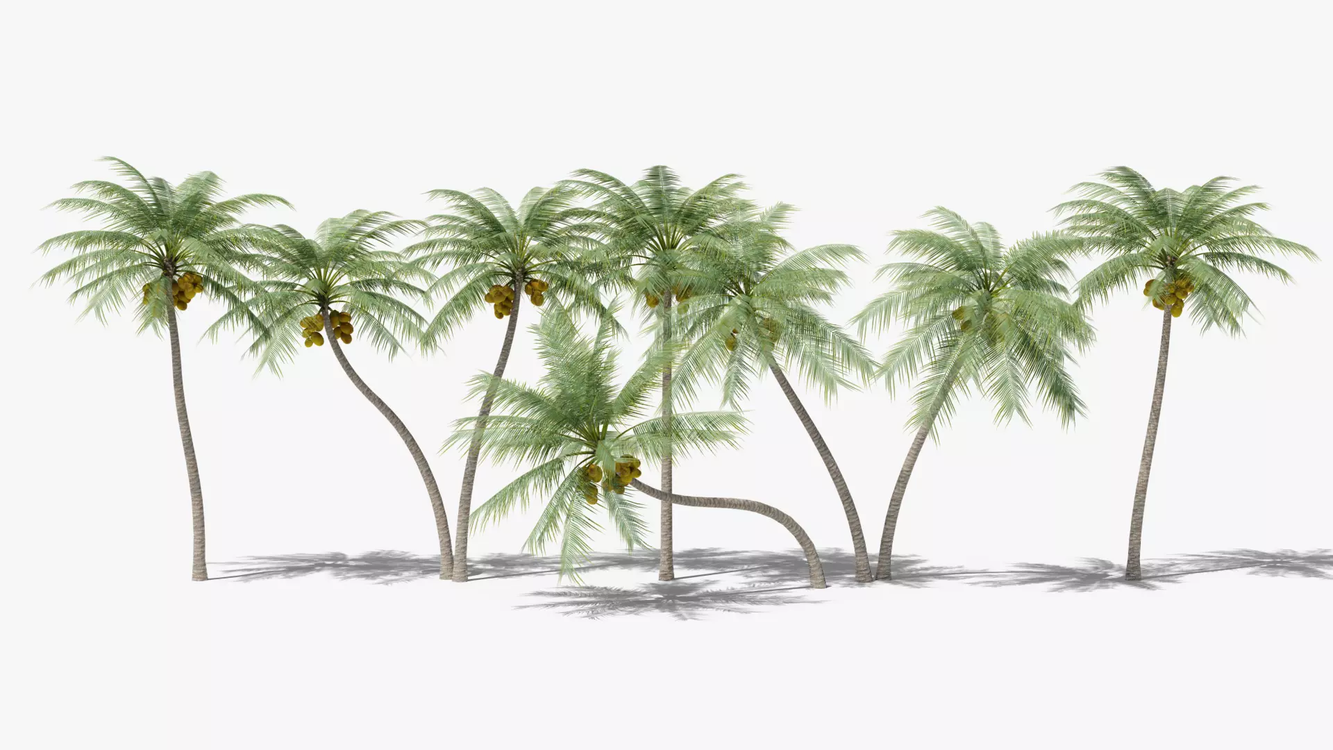 Coconut Palms Collection _0
