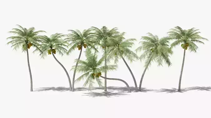 Coconut Palms Collection 