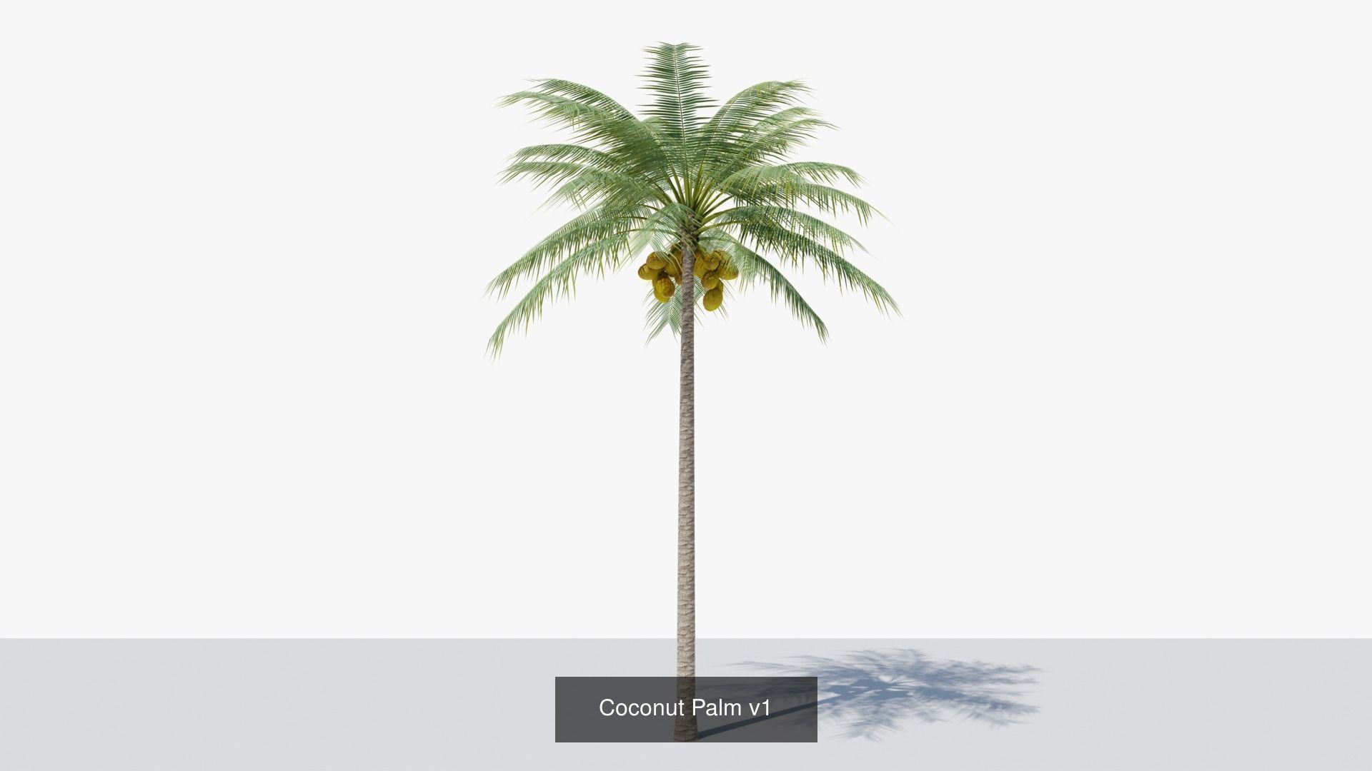 Coconut Palms Collection _3