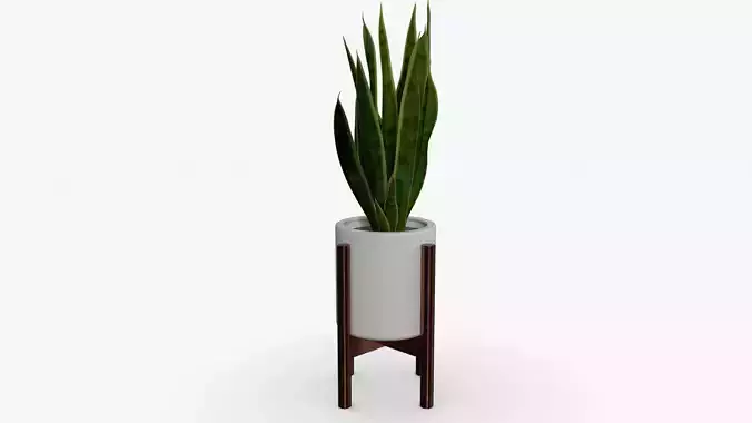 Sansevieria Pot Low-poly 3D model