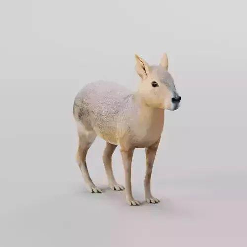 Patagonian Mara 3D model