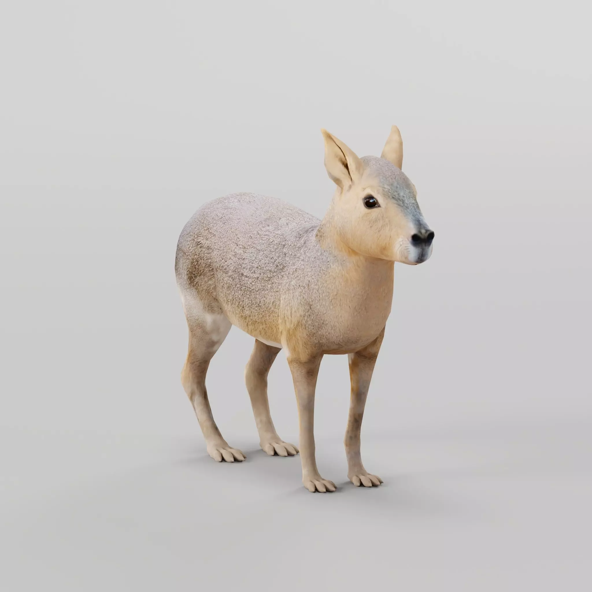 Patagonian Mara 3D model