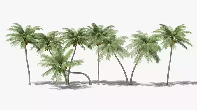 Lowpoly Coconut Palms Collection 