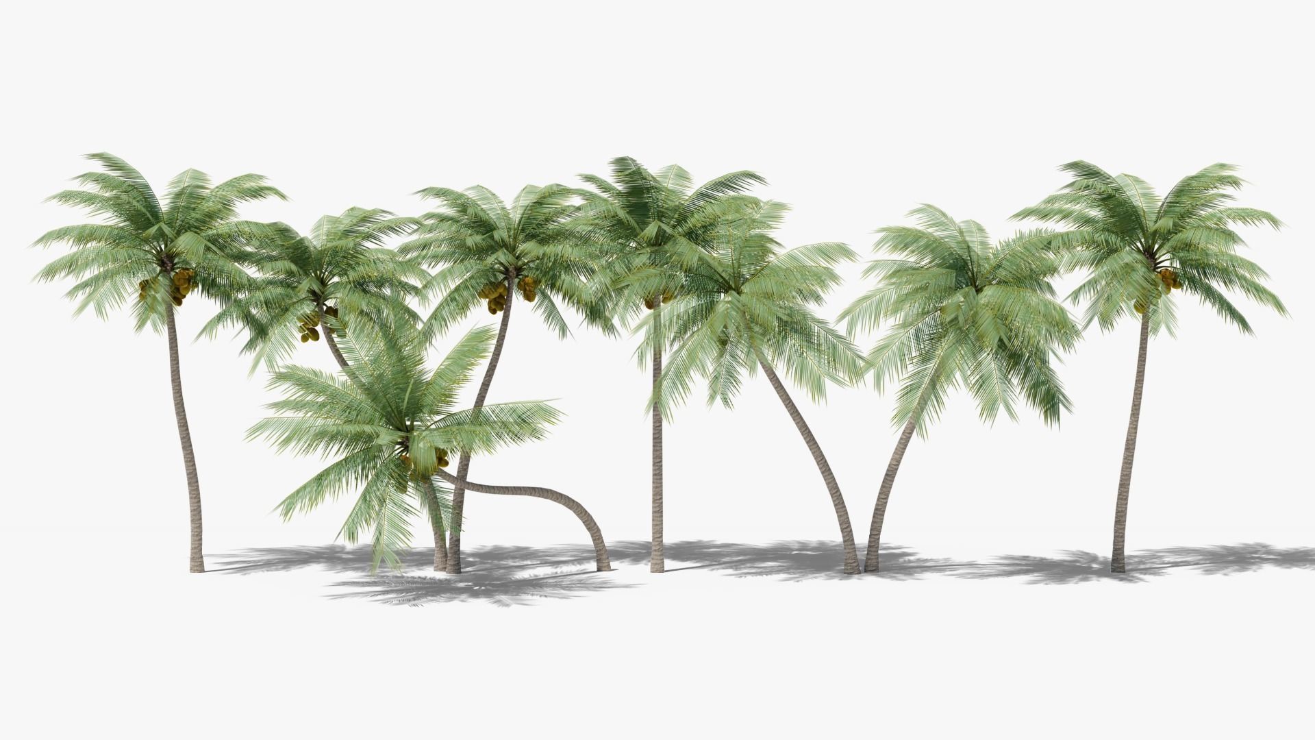 Lowpoly Coconut Palms Collection _0