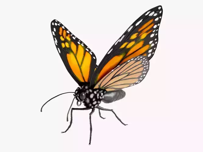 Ultimate Realistic Monarch Butterfly 