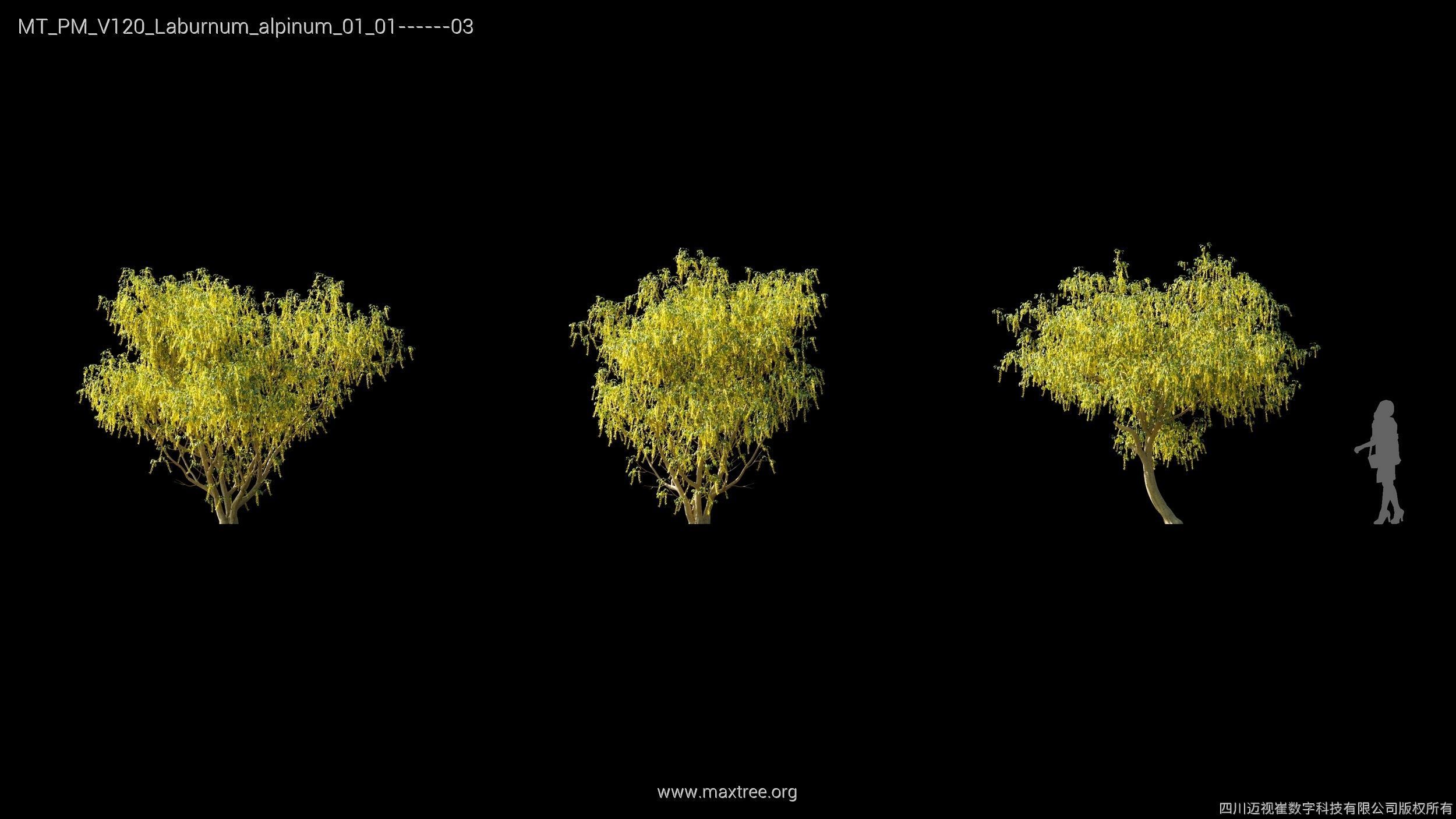 Maxtree Plant Models Vol 120 - Mesh 3D model_13