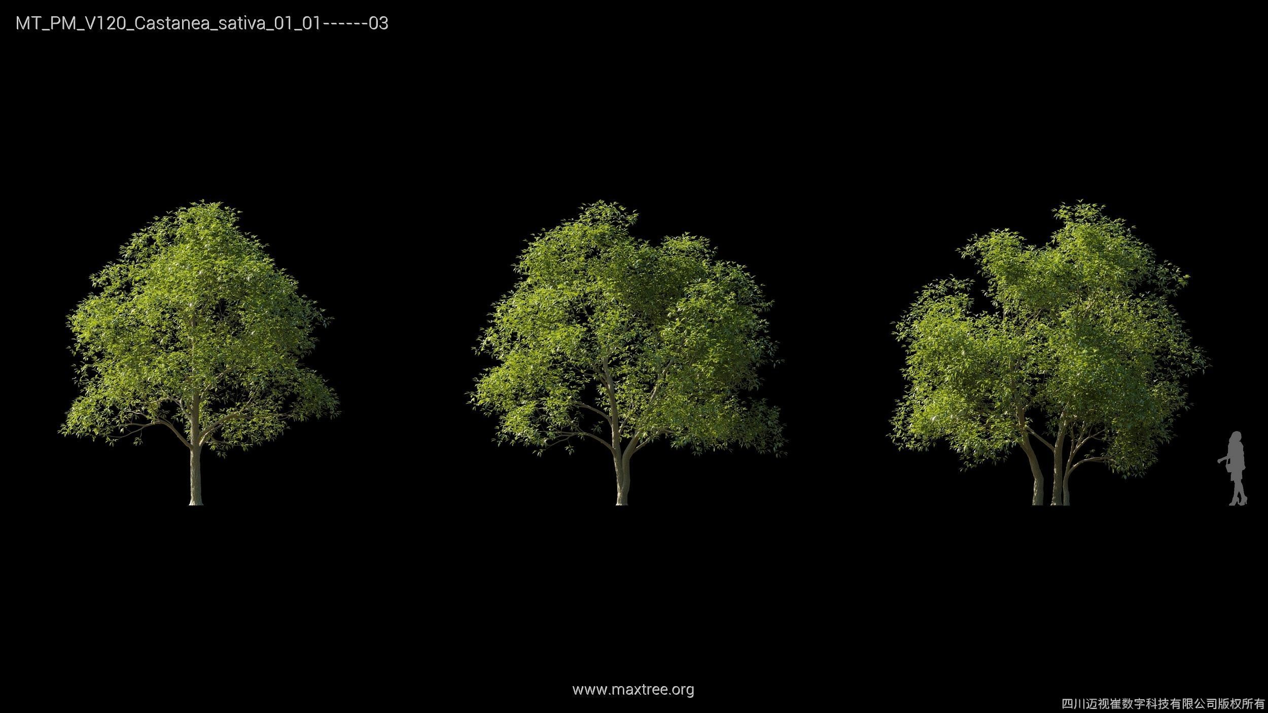 Maxtree Plant Models Vol 120 - Mesh 3D model_9