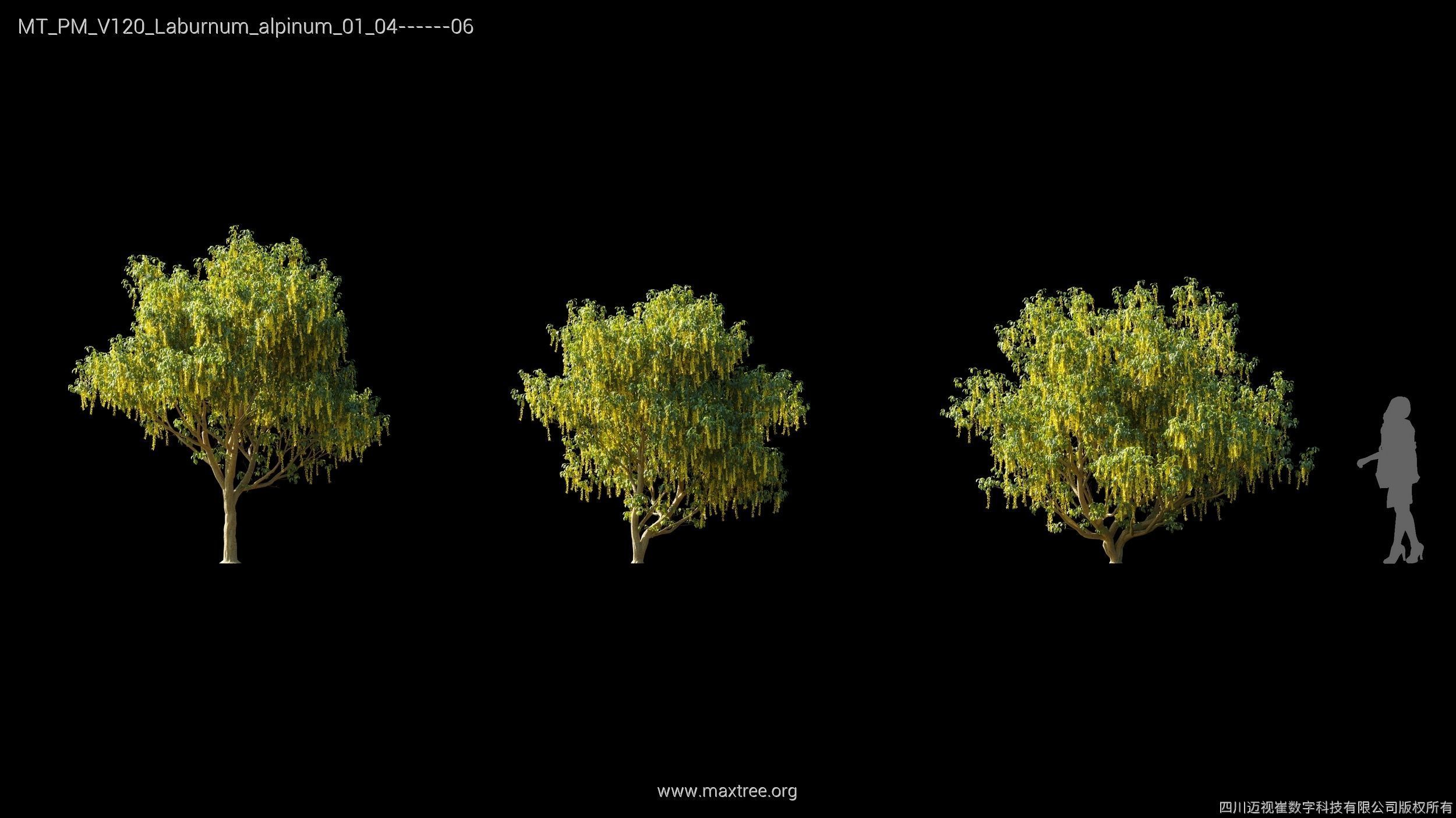 Maxtree Plant Models Vol 120 - Mesh 3D model_14