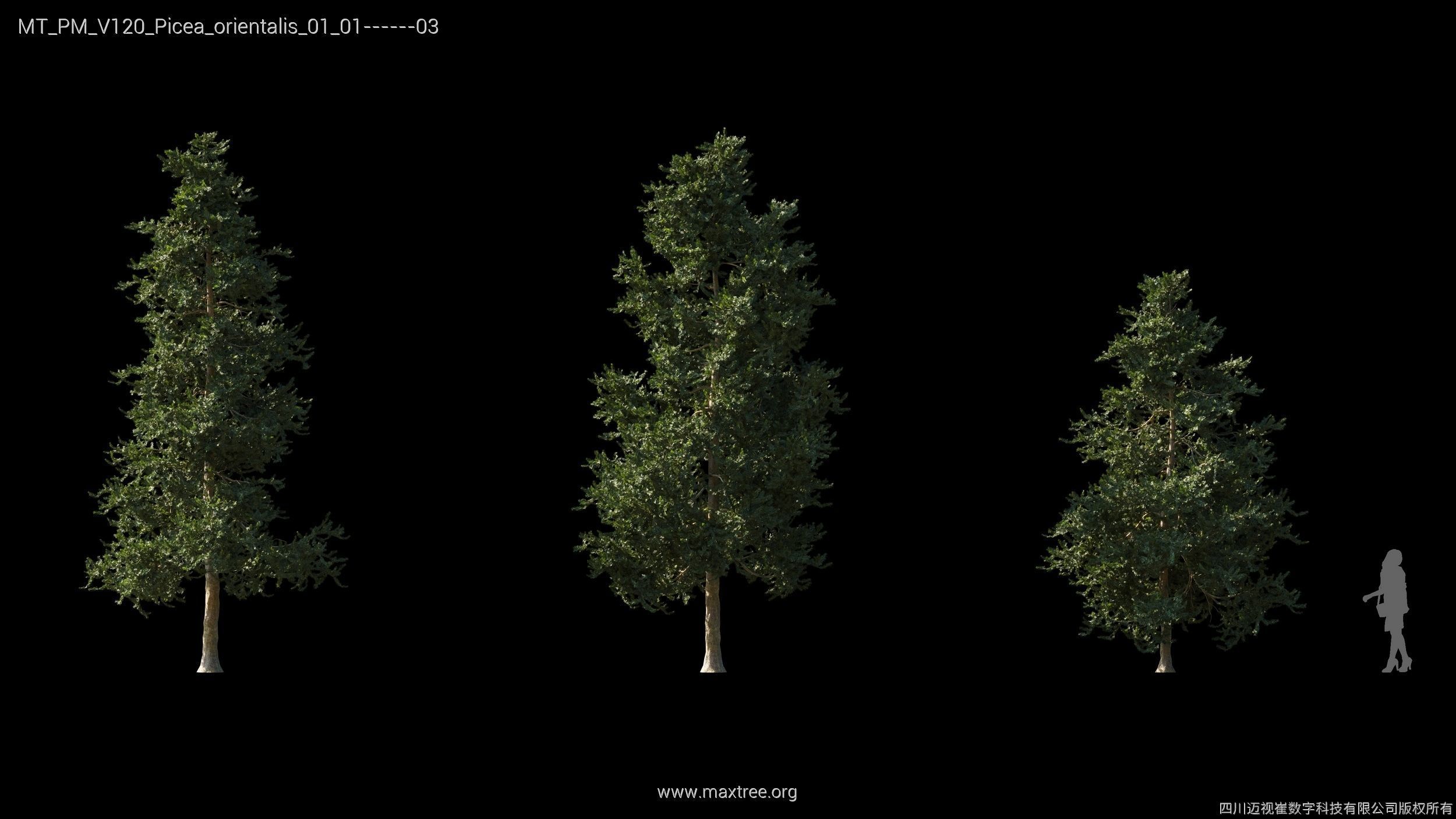 Maxtree Plant Models Vol 120 - Mesh 3D model_21