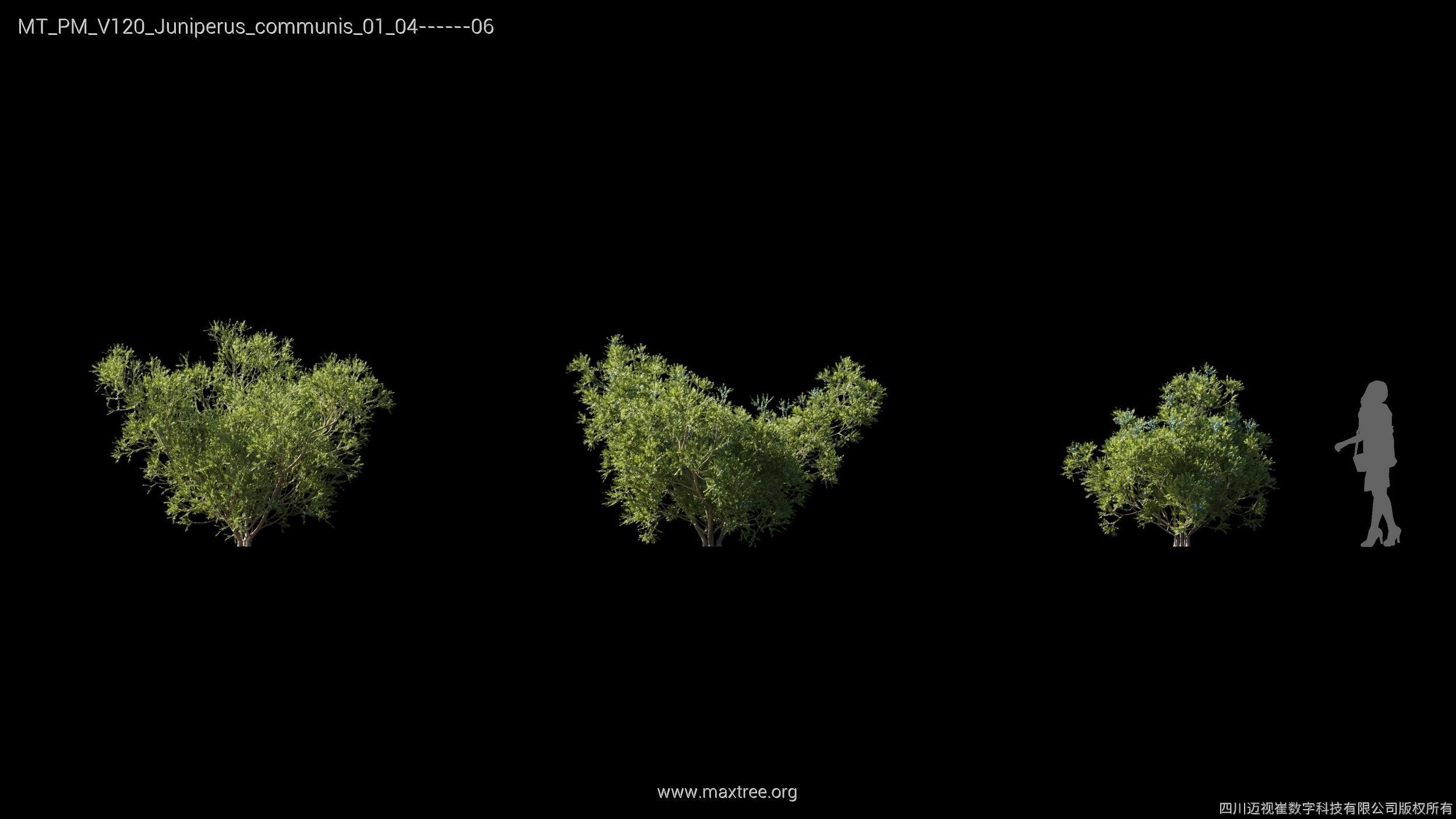 Maxtree Plant Models Vol 120 - Mesh 3D model_12