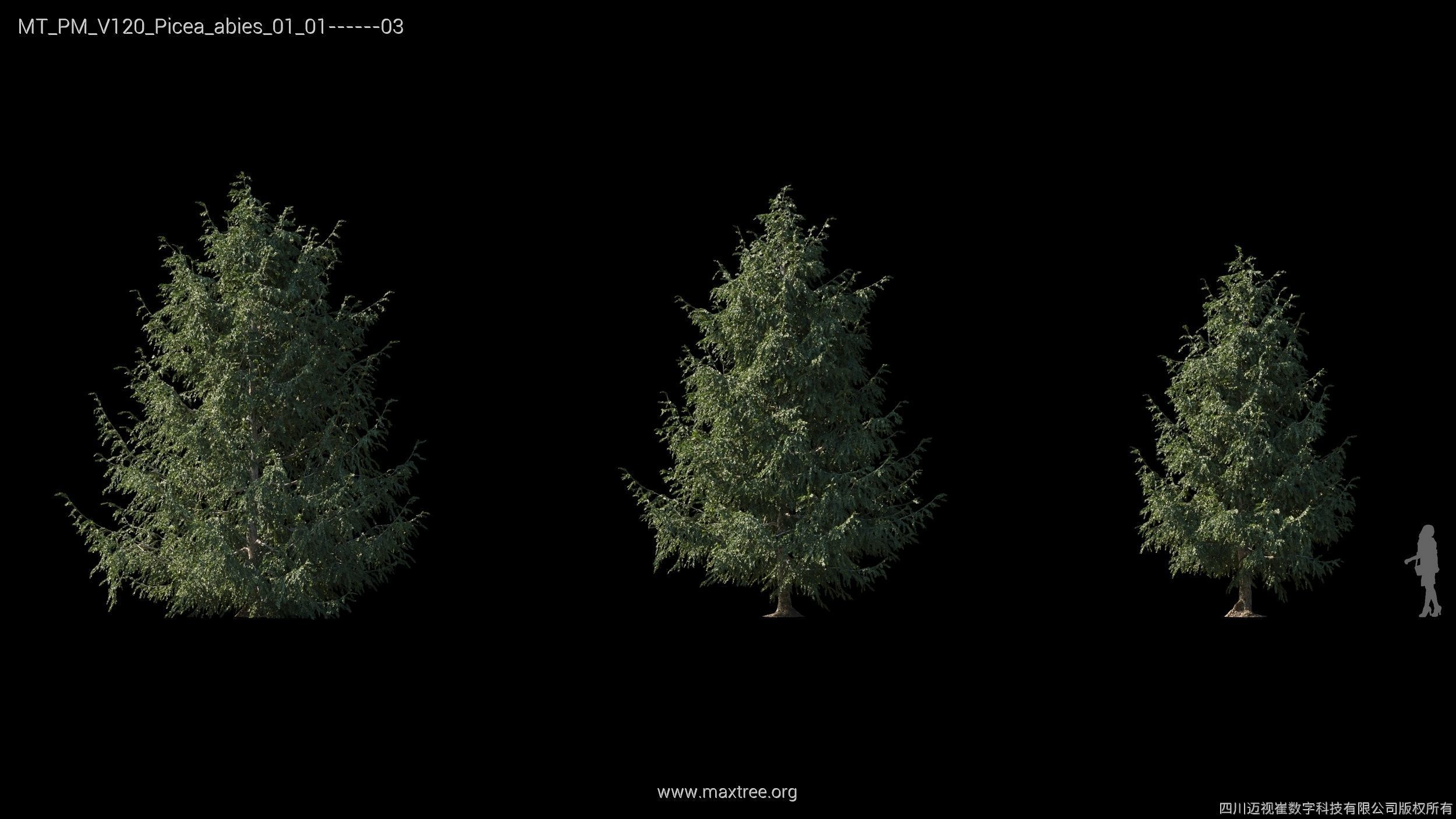 Maxtree Plant Models Vol 120 - Mesh 3D model_17