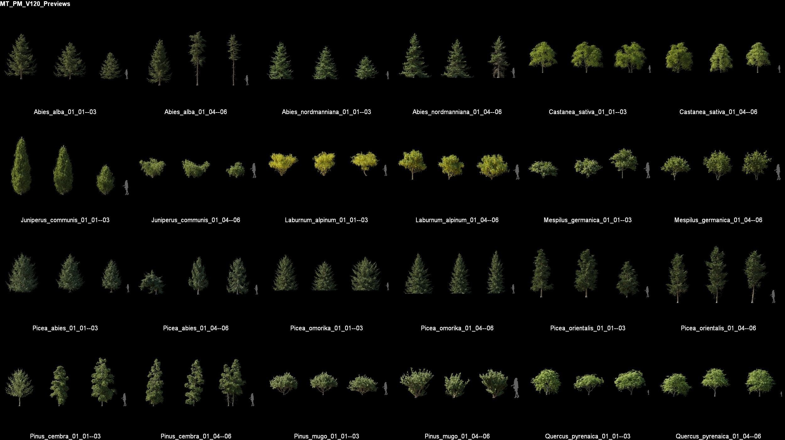 Maxtree Plant Models Vol 120 - Mesh 3D model_4