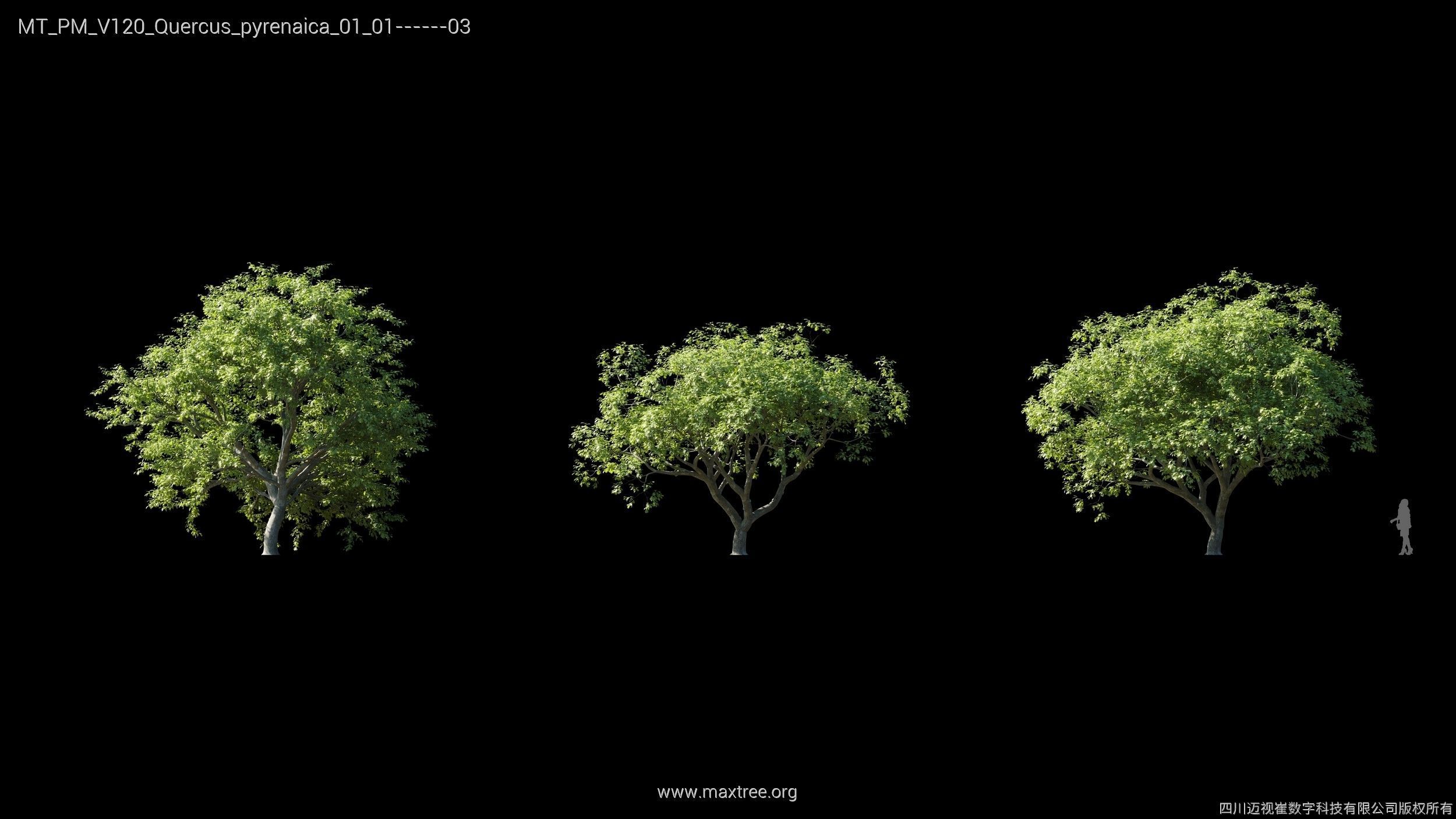 Maxtree Plant Models Vol 120 - Mesh 3D model_27