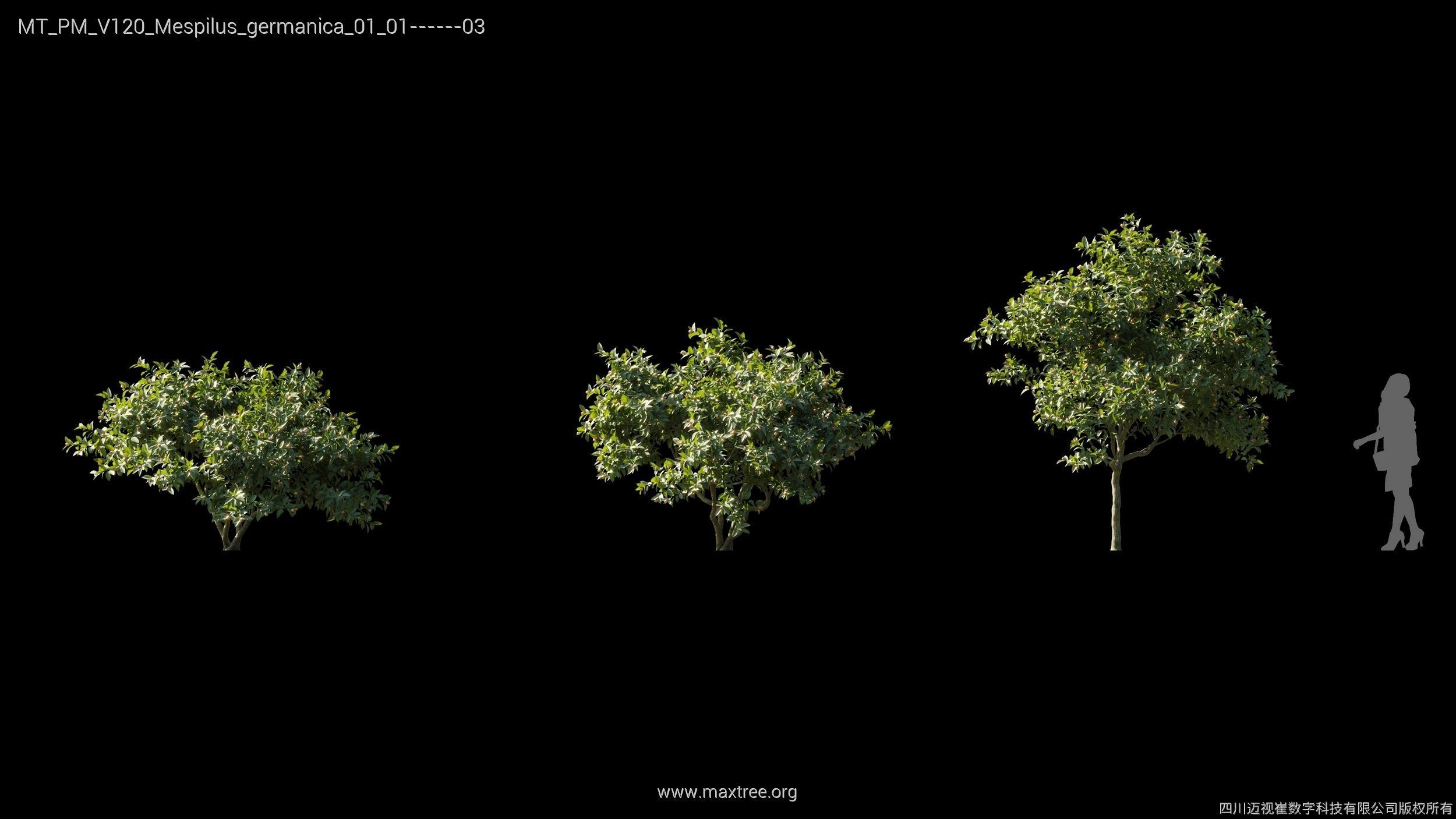 Maxtree Plant Models Vol 120 - Mesh 3D model_15