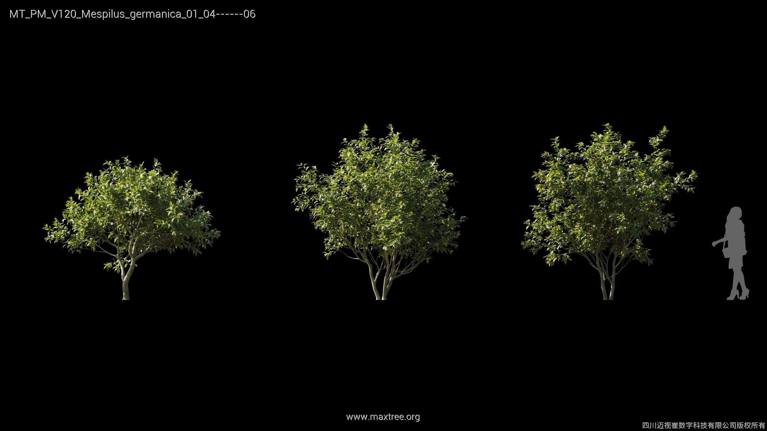 Maxtree Plant Models Vol 120 - Mesh 3D model_16