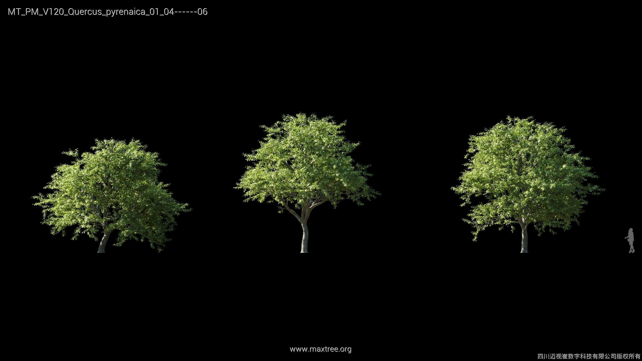 Maxtree Plant Models Vol 120 - Mesh 3D model_28