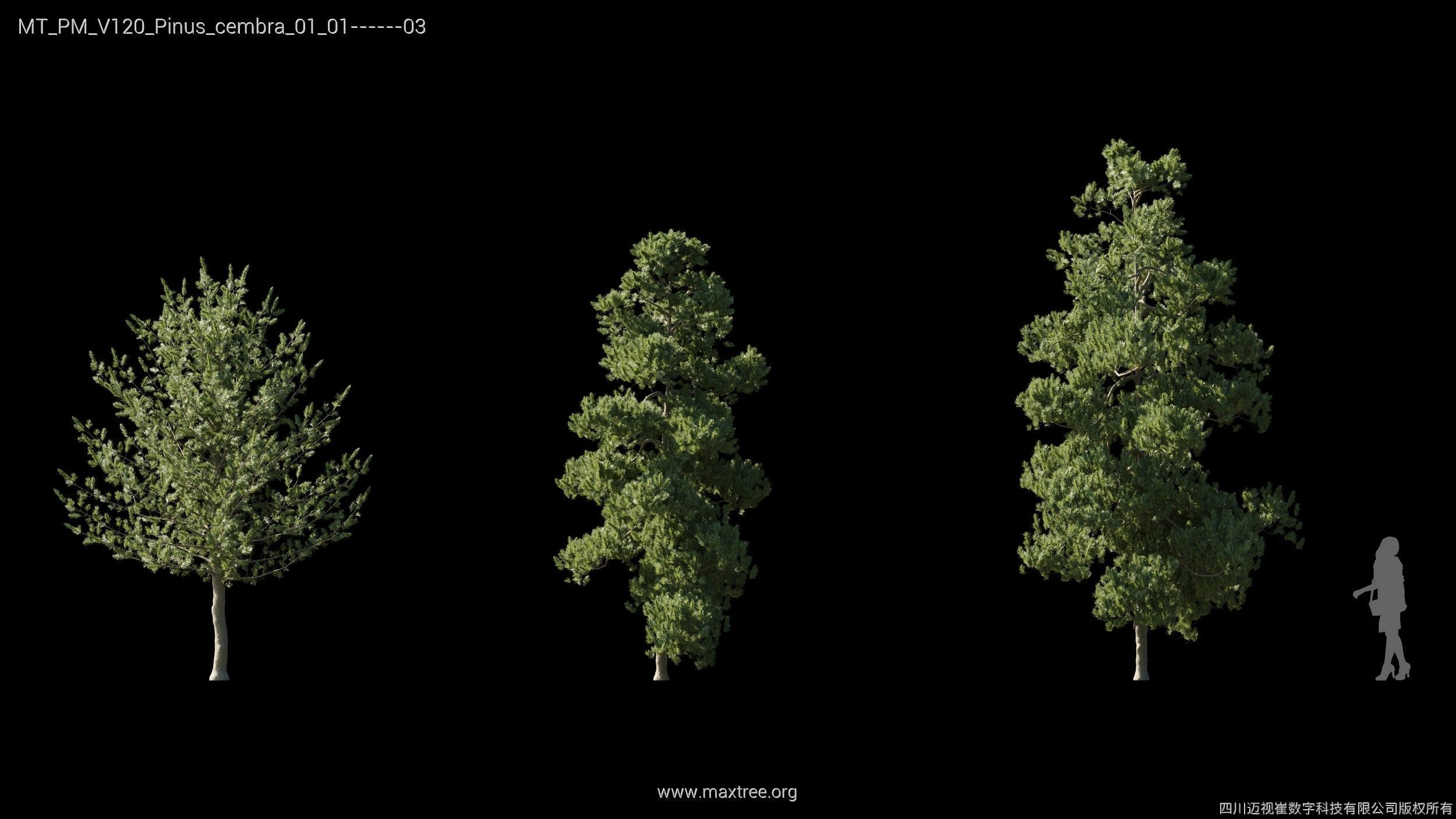 Maxtree Plant Models Vol 120 - Mesh 3D model_23