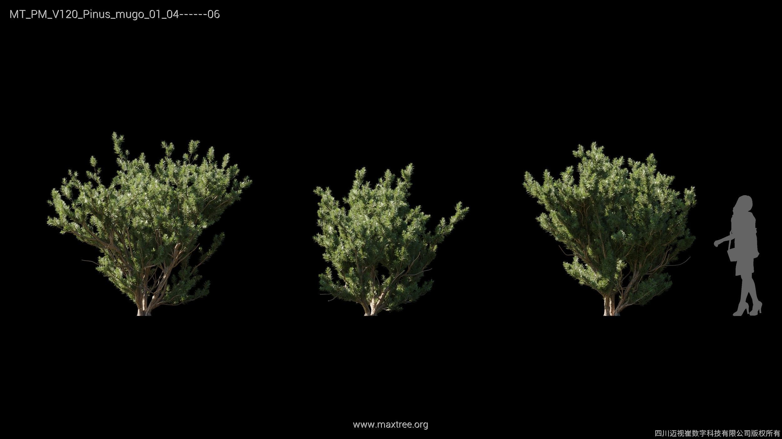Maxtree Plant Models Vol 120 - Mesh 3D model_26