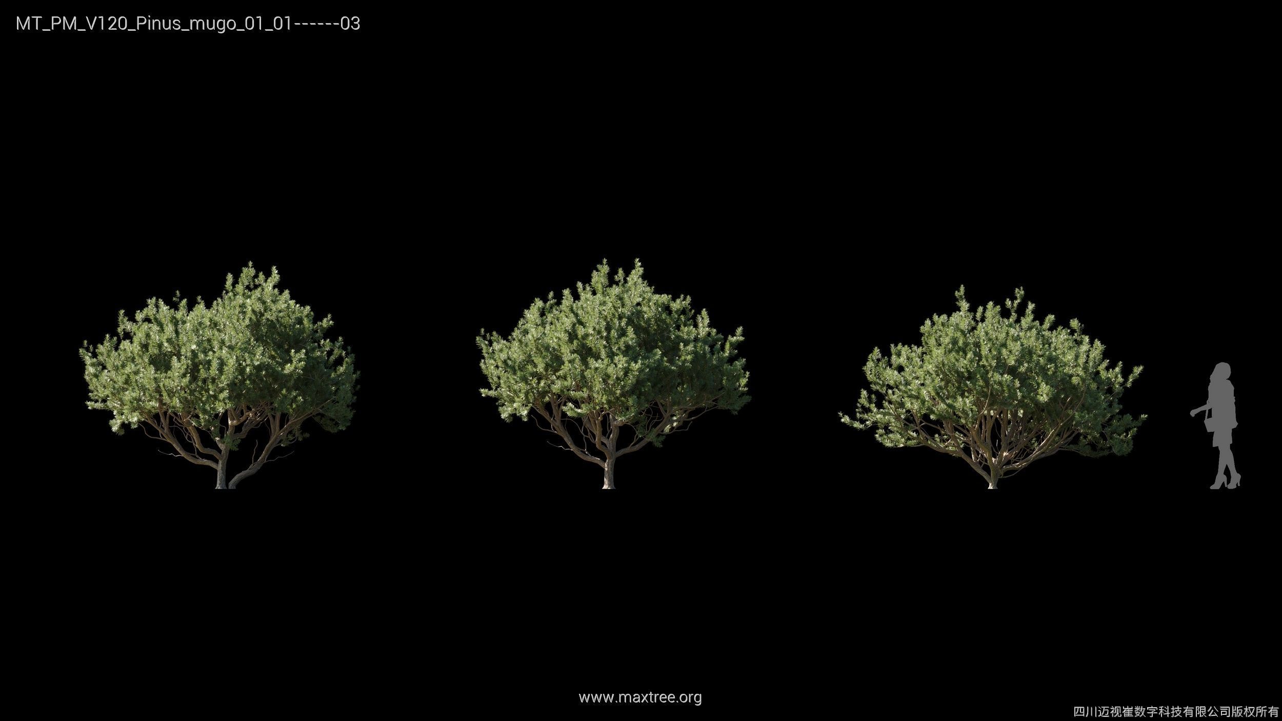 Maxtree Plant Models Vol 120 - Mesh 3D model_25