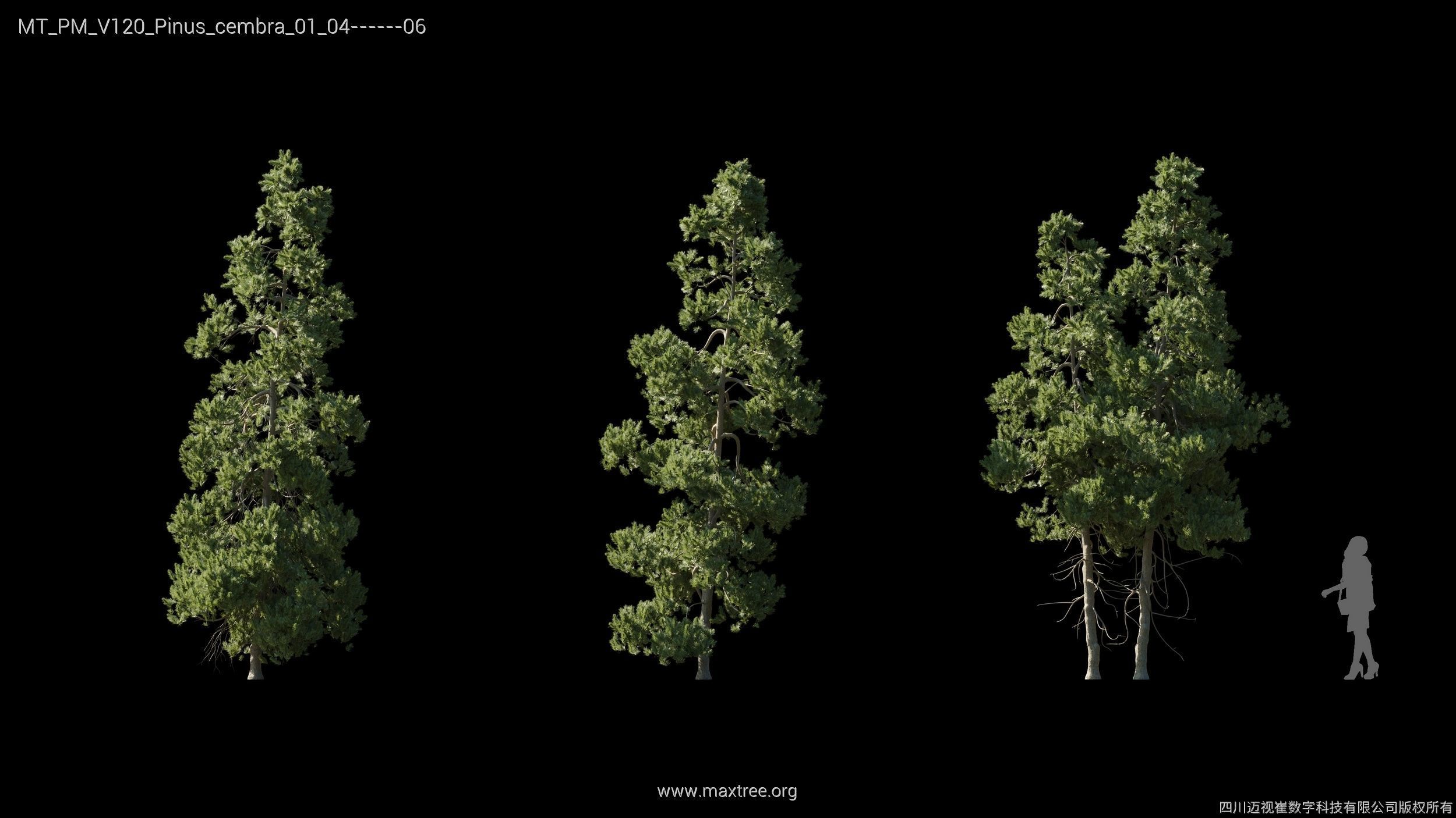 Maxtree Plant Models Vol 120 - Mesh 3D model_24