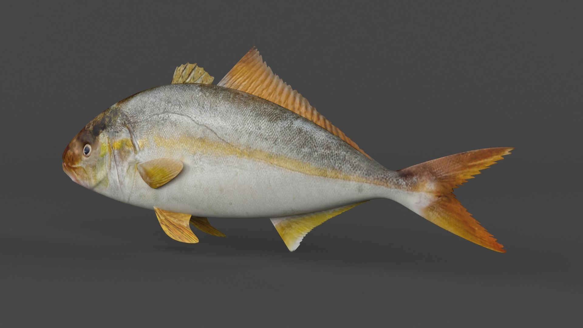 Fish Amberjack 3D model_2