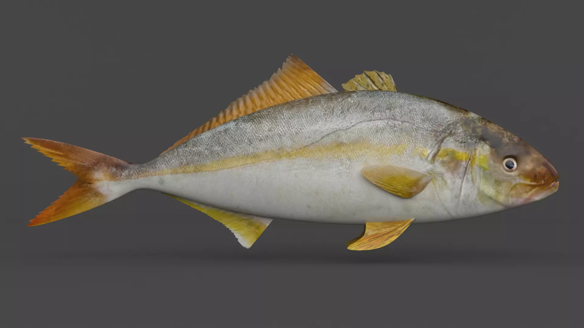 Fish Amberjack 3D model_0