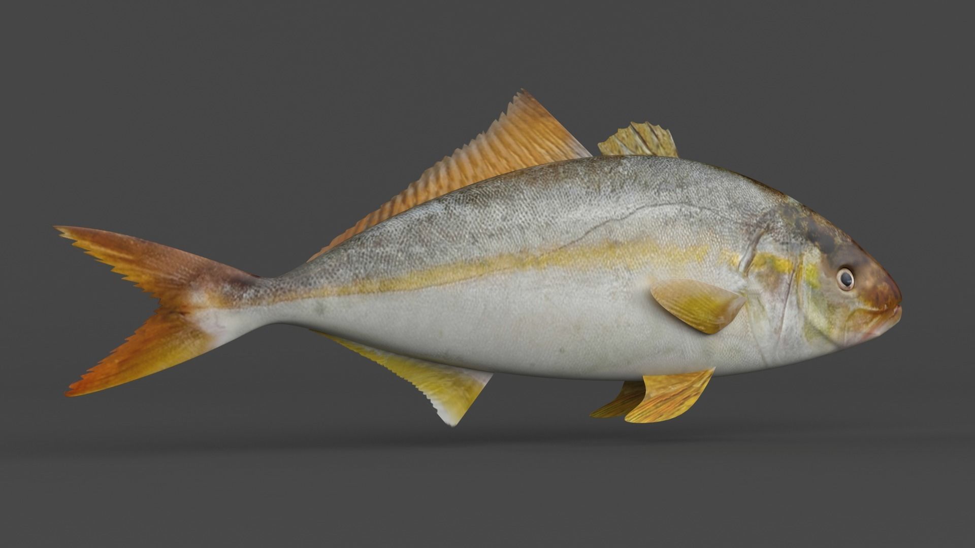 Fish Amberjack 3D model_3