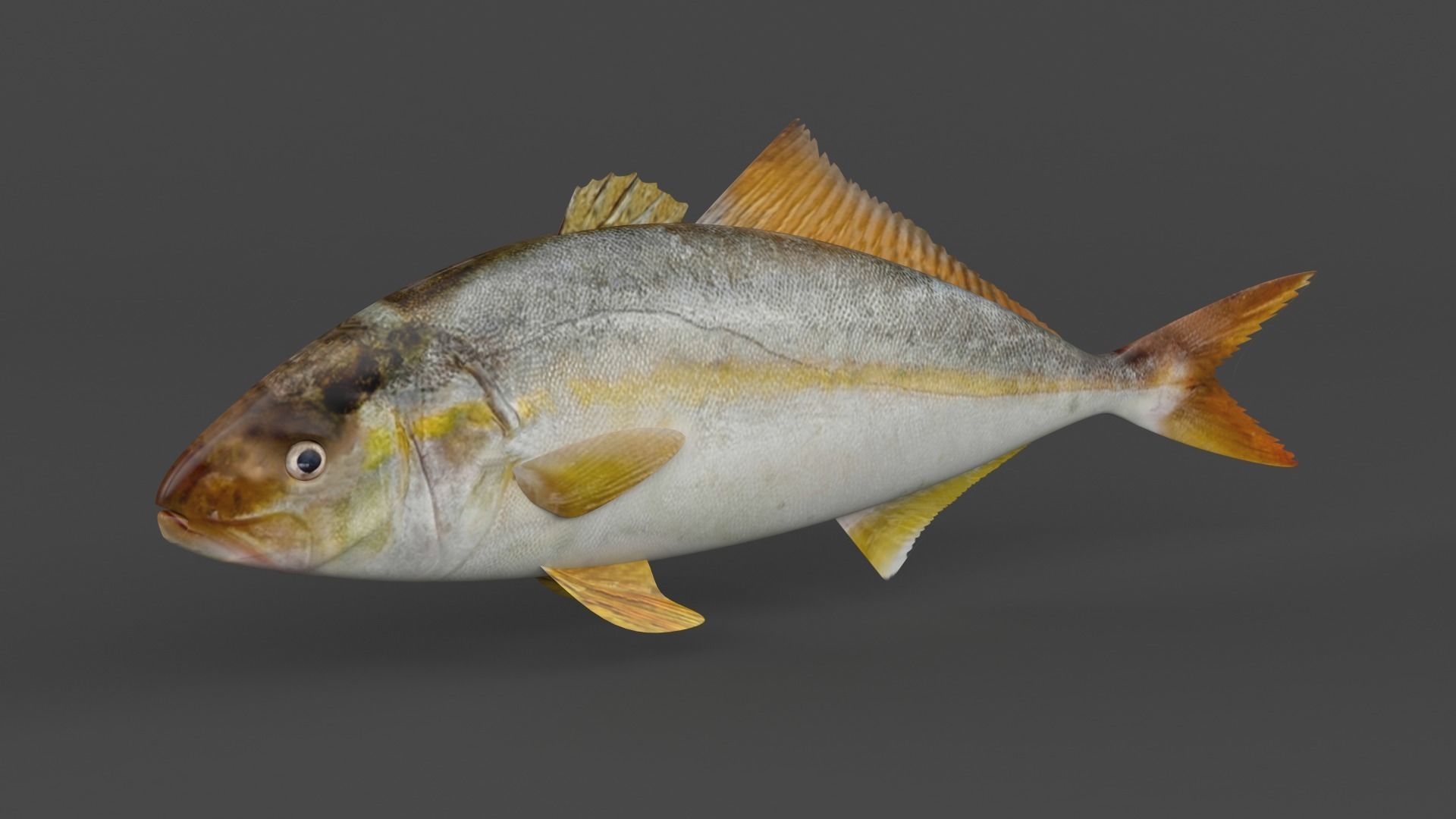 Fish Amberjack 3D model_4