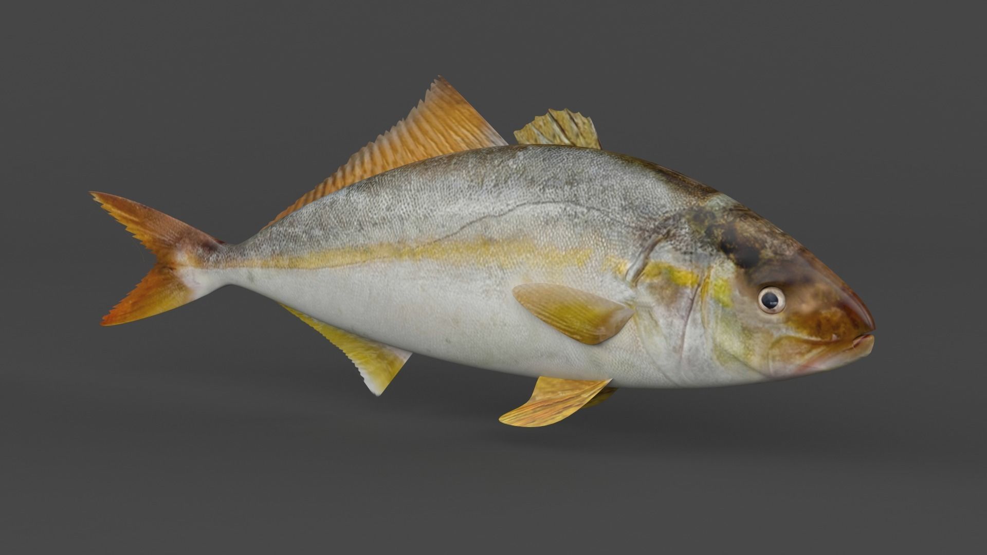 Fish Amberjack 3D model_1
